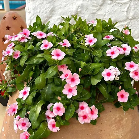 Hotel Oasi Di Casablanca