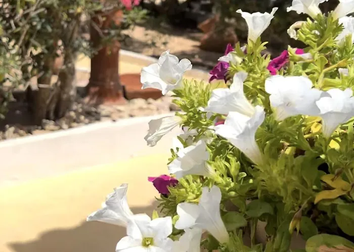 Oasi Di Casablanca 3* Lampedusa