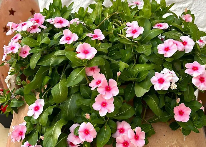 Hotel Oasi Di Casablanca